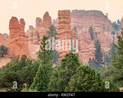 rocky evening scenery with hoodoos and trees at the Bryce Canyon National Park located in Utah in USA Stock Photo