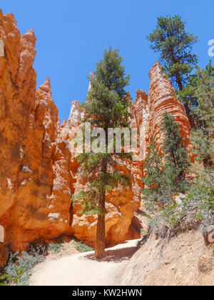 rocky scenery with hoodoos and trees at the Bryce Canyon National Park located in Utah in USA Stock Photo