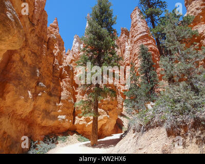 rocky scenery with hoodoos and trees at the Bryce Canyon National Park located in Utah in USA Stock Photo