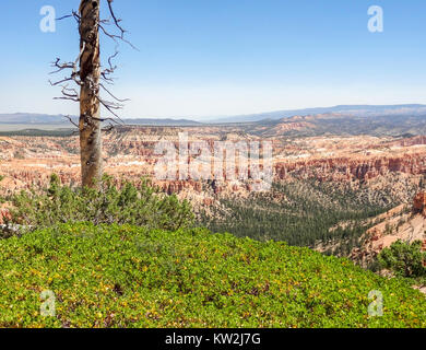 Aerial view and lonely tree trunk at the Bryce Canyon National Park located in Utah in USA Stock Photo