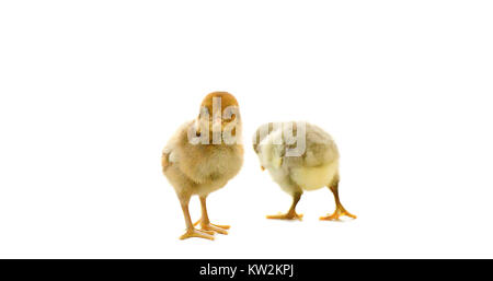 Two cute chicks isolated on white background. Stock Photo
