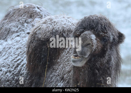 A camel stands in the snow on a farm near Richmond, North Yorkshire, after Britain saw one of the coldest nights of the year with temperatures falling to minus 12.3C at Loch Glascarnoch in the Scottish Highlands overnight and heavy snow expected over parts of the north of England. Stock Photo