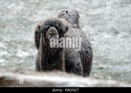 A camel stands in the snow on a farm near Richmond, North Yorkshire, after Britain saw one of the coldest nights of the year with temperatures falling to minus 12.3C at Loch Glascarnoch in the Scottish Highlands overnight and heavy snow expected over parts of the north of England. Stock Photo