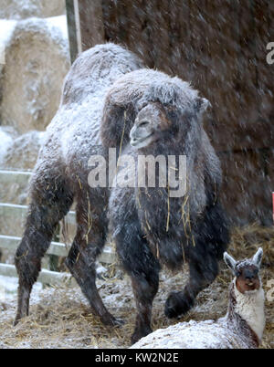 A camel stands in the snow on a farm near Richmond, North Yorkshire, after Britain saw one of the coldest nights of the year with temperatures falling to minus 12.3C at Loch Glascarnoch in the Scottish Highlands overnight and heavy snow expected over parts of the north of England. Stock Photo