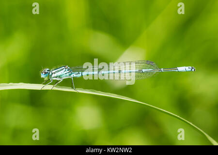 Common blue damselfly or Northern bluet male sits on blade of grass. Enallagma cyathigerum on green blurred background Stock Photo
