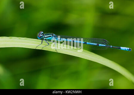Common blue damselfly or Northern bluet male sits on blade of grass. Enallagma cyathigerum on green blurred background Stock Photo