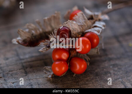 Orange red seeds of the Iris Foetidissima  Stinking Iris, emerging from the seed husk in Shepperton,  U.K. Stock Photo