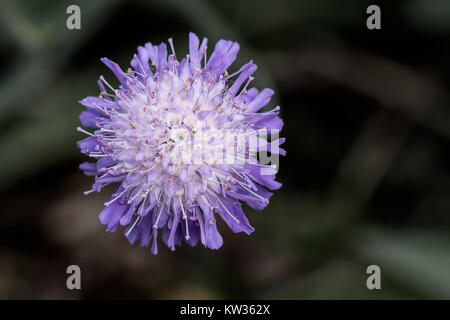 A very close image of the flower head of a  Succisa pratensis, also known as devil's-bit or devil's-bit scabious Stock Photo
