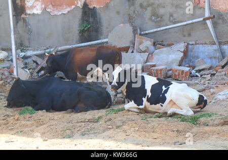 Street cows resting on street in Jaipur India Stock Photo