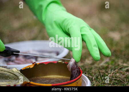 Close up of herring fillet, out of a surstromming can Stock Photo