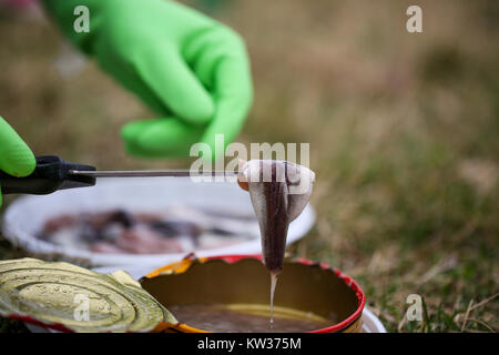 Close up of herring fillet, out of a surstromming can Stock Photo