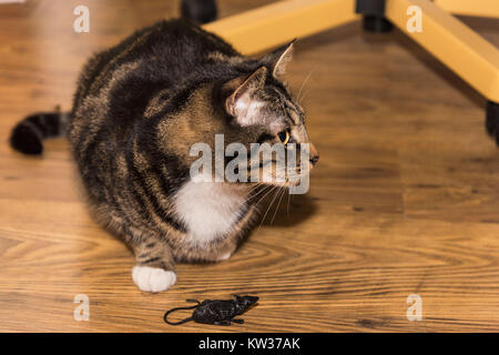 A relaxed tabby cat with a white chest and paws sitting on a wooden floor in it's home looking to its left with a plastic mouse in front of it. Stock Photo