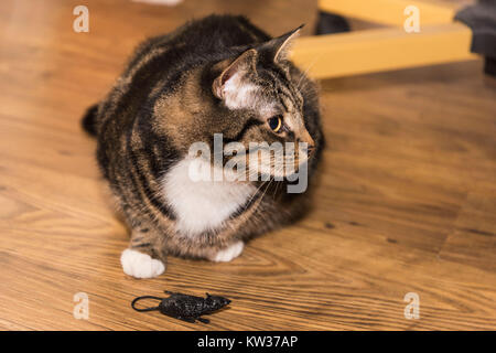 A relaxed tabby cat with a white chest and paws sitting on a wooden floor in it's home looking to its left with a plastic mouse in front of it. Stock Photo