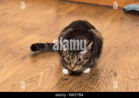 A relaxed tabby cat with white paws sitting in a hallway in a hunting position surrounded by it's litter tray in the background. Stock Photo