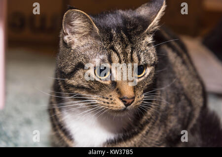 A tabby cat with yellow eyes and a white chest is looking out to the left within it's warm home. Full facial view of the cat. Stock Photo