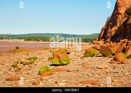 Green algae on the rock of Five Islands Provincial Park beach, Nova Scotia, Canada Stock Photo