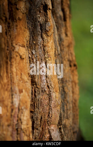 Close-up shot of tree bark Stock Photo