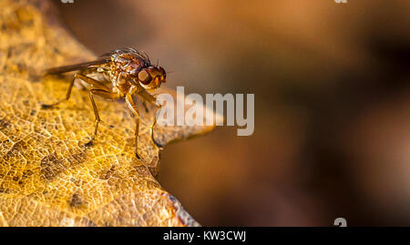 A picture of a truffle fly , Provence, France Stock Photo