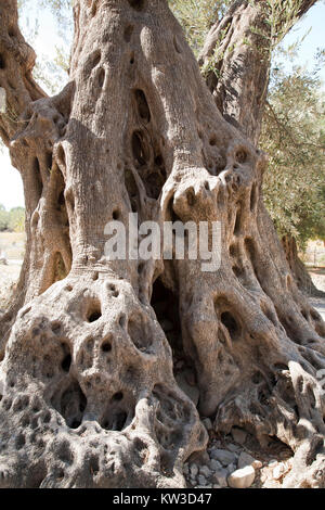 Old olive tree in the archaeological site of Gortyna, Crete island, Greece, Europe Stock Photo