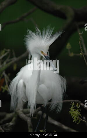 Snowy Egret in breeding plumage Stock Photo