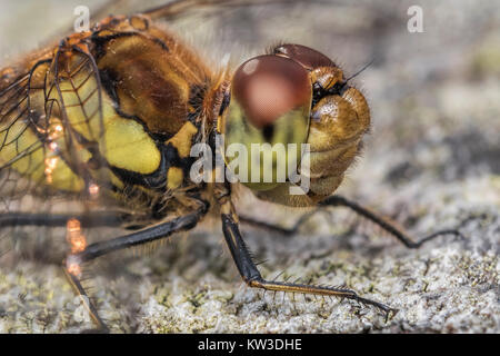 Common Darter Dragonfly female (Sympetrum striolatum). Close up detail of its head. Cabragh Wetlands, Thurles, Tipperary, Ireland.