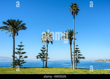 Palm trees under clear blue skies on a field covered with green grass with sea visible in a distance Stock Photo