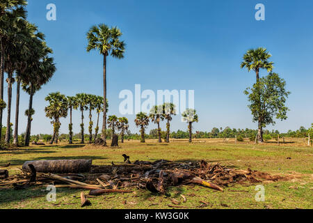Palm trees under clear blue skies on a field covered with green grass Stock Photo