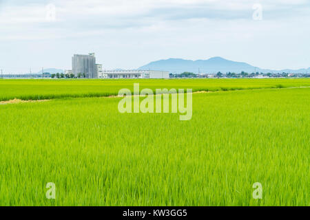 Rice Field, Minami-Ku, Niigata City, Niigata Prefecture, Japan Stock Photo