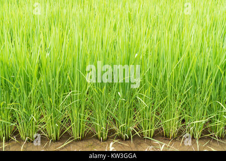 Rice Field, Minami-Ku, Niigata City, Niigata Prefecture, Japan Stock Photo