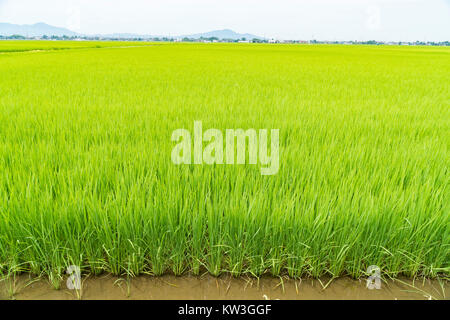 Rice Field, Minami-Ku, Niigata City, Niigata Prefecture, Japan Stock Photo