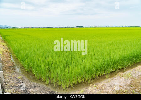 Rice Field, Minami-Ku, Niigata City, Niigata Prefecture, Japan Stock Photo