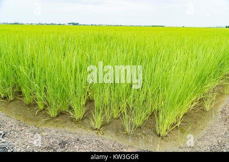 Rice Field, Minami-Ku, Niigata City, Niigata Prefecture, Japan Stock Photo