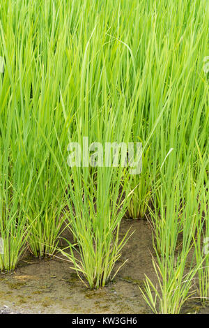 Rice Field, Minami-Ku, Niigata City, Niigata Prefecture, Japan Stock Photo