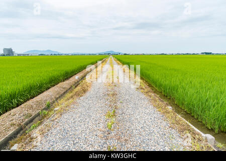 Rice Field, Minami-Ku, Niigata City, Niigata Prefecture, Japan Stock Photo