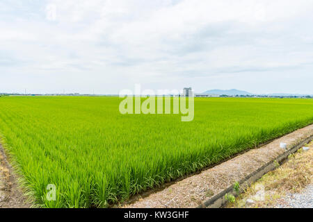 Rice Field, Minami-Ku, Niigata City, Niigata Prefecture, Japan Stock Photo