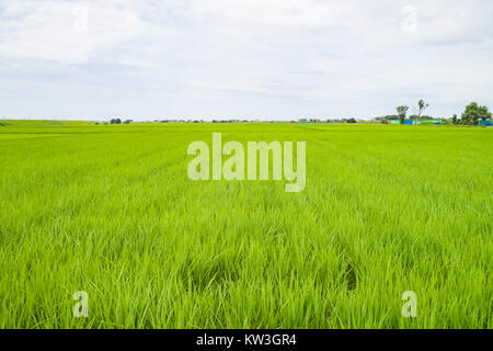 Rice Field, Minami-Ku, Niigata City, Niigata Prefecture, Japan Stock Photo