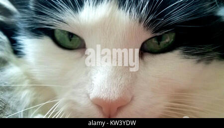 Photograph of a black and white cat in natural lighting Stock Photo - Alamy