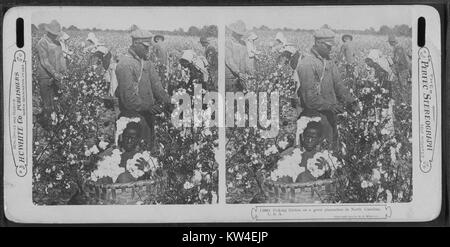 Group of cotton pickers working on plantation, boy sitting in basket, North Carolina, USA, 1900. From the New York Public Library. () Stock Photo