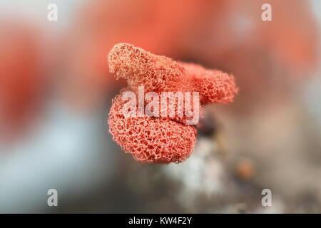 Carnival candy slime mold, Arcyria denudata Stock Photo