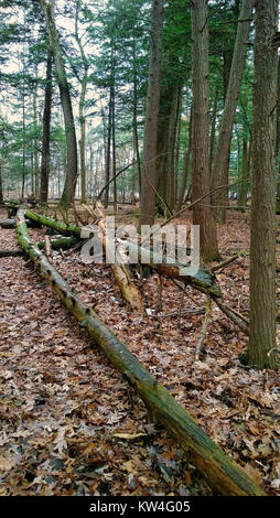 fallen trees in a forest in autumn Stock Photo
