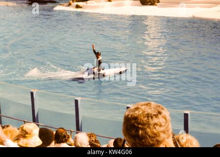 At Sea World in San Diego, California, a trainer rides on a belly of a killer whale and raises a hand into the air as the whale swims on its back through a tank of water, 1975. Stock Photo