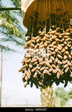 Bunches of dates hanging from a date palm tree, 1975. Stock Photo