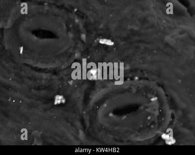 Scanning electron microscope (SEM) micrograph showing two open stomata (gas exchange pores) on the underside of a common ivy (Hedera helix) leaf, at a magnification of 3000x, 2016. The random distribution of stomata is typical of the dicot plant group, of which hedera helix is a member. Stock Photo