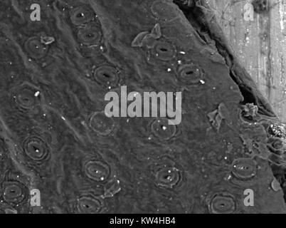 Scanning electron microscope (SEM) micrograph showing multiple open stomata (gas exchange pores) on the underside of a common ivy (Hedera helix) leaf, at a magnification of 600x, 2016. The random distribution of stomata is typical of the dicot plant group, of which hedera helix is a member. Stock Photo