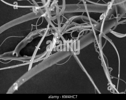 Scanning electron microscope (SEM) micrograph showing spider's silk, including thread, hydrogel and nano-fibril silk types, at a magnification of 1500x, 2016. Stock Photo