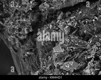 Scanning electron microscope (SEM) micrograph of a plant root, with soil debris visible, at a magnification of 1000x, 2016. Stock Photo