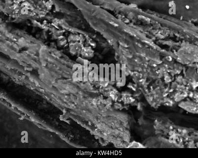 Scanning electron microscope (SEM) micrograph of a plant root, with soil debris visible, at a magnification of 1500x, 2016. Stock Photo