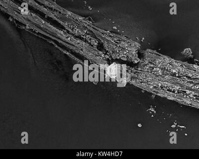 Scanning electron microscope (SEM) micrograph of a plant root, with soil debris visible, at a magnification of 400x, 2016. Stock Photo