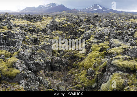 Moss covering the Berserkjahraun lava field between Stykkishólmur and Grundarfjörður in West Iceland. Stock Photo