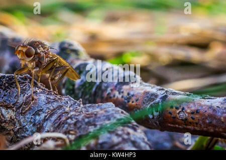 A picture of a truffle fly , Provence, France Stock Photo